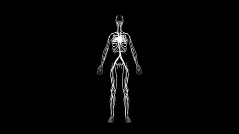 Digital Skeleton Animation on Black Background Stock Footage 341776955