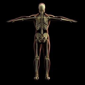 Digital skeleton model, 3d rendering, black background Illustrazione stock