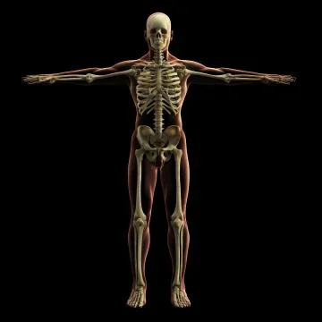 Digital skeleton model, 3d rendering, black background 库存插图