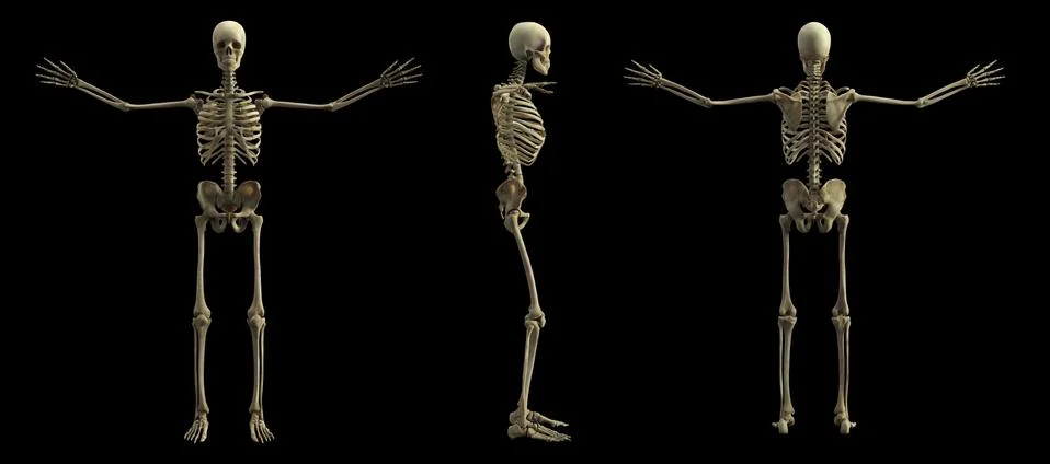 Digital skeleton model, 3d rendering, black background 스톡 일러스트
