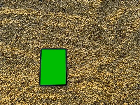Digital Tablet With Green Screen Resting On Coffee Parchment Harvest During.. Stock Photos