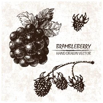 Digital vector detailed brambleberry hand drawn Stock Illustration