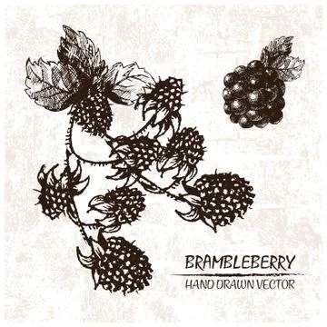 Digital vector detailed brambleberry hand drawn Stock Illustration