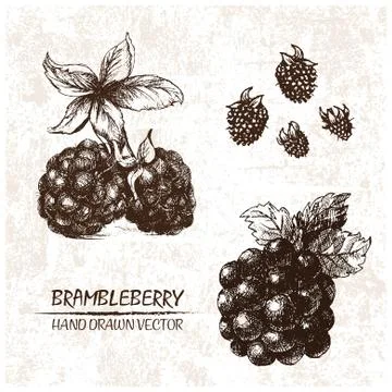 Digital vector detailed brambleberry hand drawn Stock Illustration