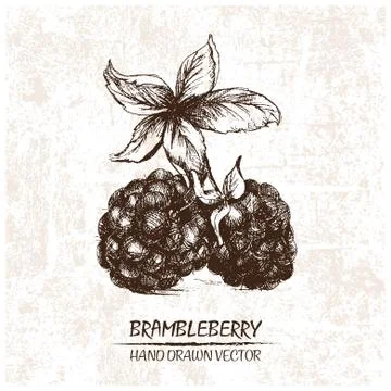 Digital vector detailed brambleberry hand drawn Stock Illustration