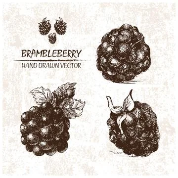 Digital vector detailed brambleberry hand drawn Stock Illustration