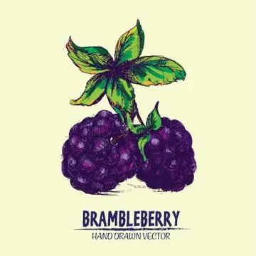 Digital vector detailed brambleberry Stock Illustration