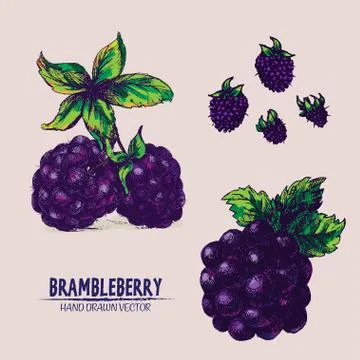 Digital vector detailed brambleberry Stock Illustration
