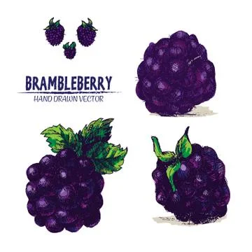 Digital vector detailed brambleberry Stock Illustration