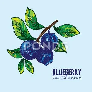 Digital Vector Detailed Color Blueberry Hand Drawn