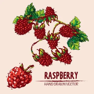 Digital vector detailed color raspberry hand drawn Illustrazione stock