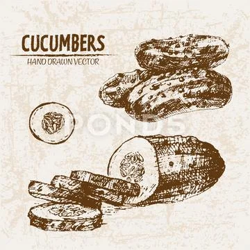 Digital Vector Detailed Line Art Cucumber