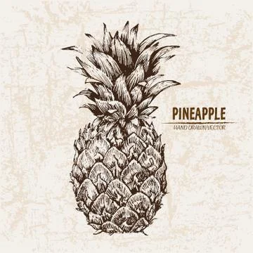 Digital vector detailed line art pineapple Stock Illustration