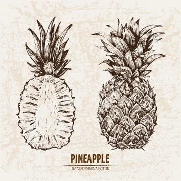 Digital vector detailed line art pineapple Stock Illustration