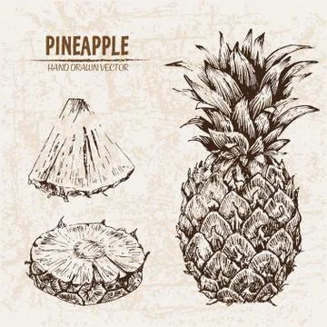 Digital vector detailed line art pineapple Stock Illustration