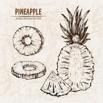 Digital vector detailed line art pineapple Stock Illustration