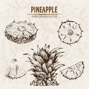Digital vector detailed line art pineapple Stock Illustration