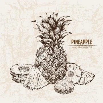 Digital vector detailed line art pineapple Stock Illustration