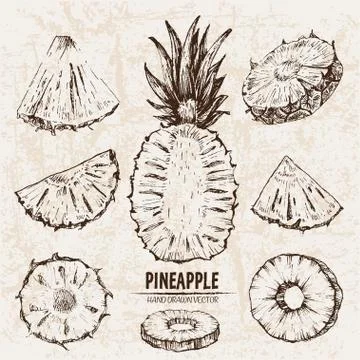 Digital vector detailed line art pineapple Stock Illustration
