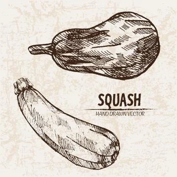Digital vector detailed line art squash 스톡 일러스트