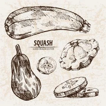 Digital vector detailed line art squash Illustrazione stock