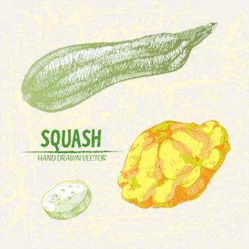 Digital vector detailed line art color squash Stockillustratie
