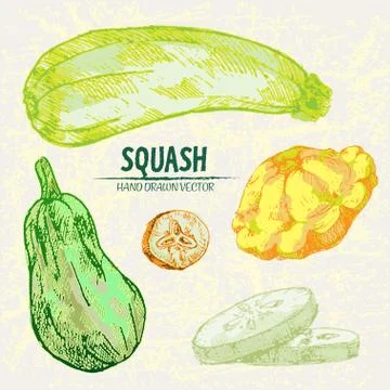 Digital vector detailed line art color squash Stock Illustration