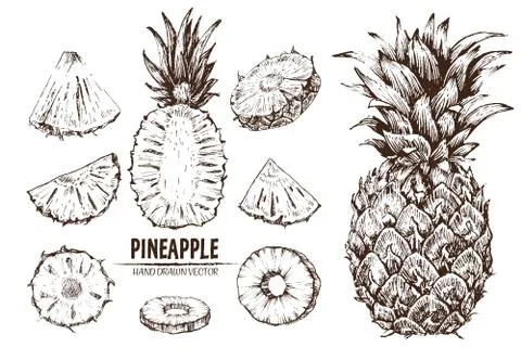 Digital vector detailed line art pineapple fruit Stock Illustration