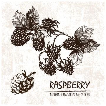 Digital vector detailed raspberry hand drawn 스톡 일러스트
