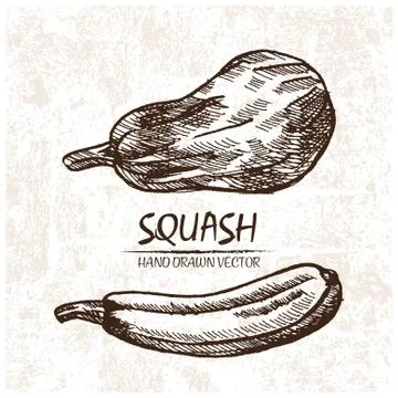 Digital vector detailed squash hand drawn Illustrazione stock