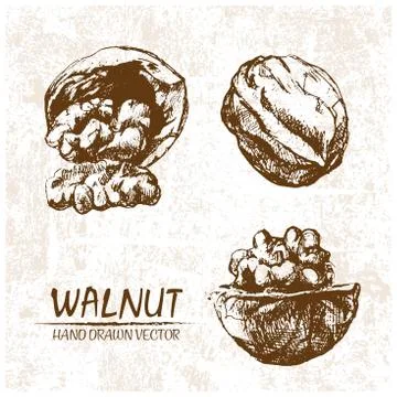 Digital vector walnut hand drawn illustration Stock Illustration