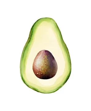 Digital Watercolor vector hand drawn illustration with fresh green avocado on Stock Illustration