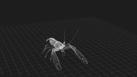 Digital Wireframe of Crayfish against a Grid Background with Side and Top Vie 库存影片 343036657