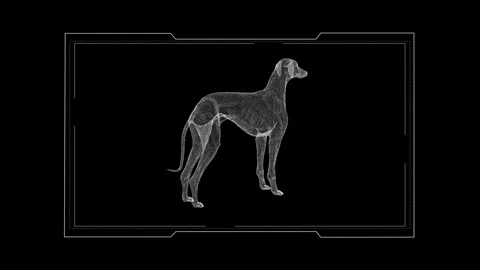 Digital Wireframe of a Dog on Black Background in Minimalist Style 库存影片 344032627