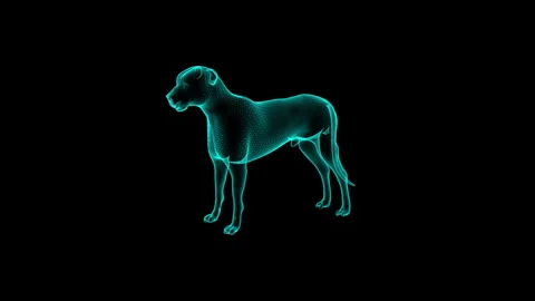 Digital Wireframe Dog in Neon Glow on Black Background with Futuristic Design 库存影片 343120298