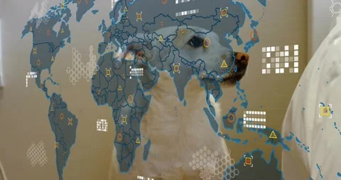 Digital world map overlay appearing over beige wall, white dog turning head Stock Footage 319571117