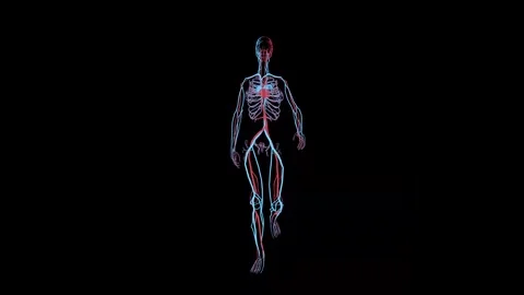 Digital X ray Animation of Walking Skeleton Stock Footage 341776958