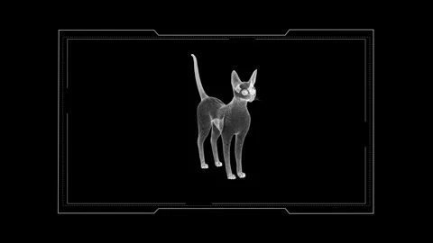 Digital X-Ray of a Cat: Anatomical Study in Black and White Minimalism 库存影片 342605120