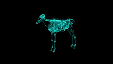 Digital X-Ray Visualization of a Dog Skeleton on a Black Background Stock-Footage 343591372