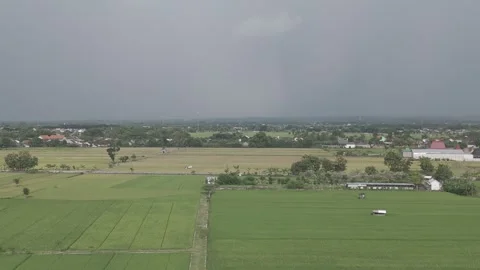 Digital Zoom On Rice Fields Beneath Cloudy Skies Stock Footage 270485133