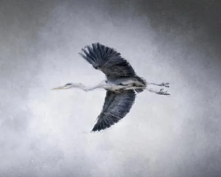 Digitale Malerei eines Graureihers im Flug Stock Illustration