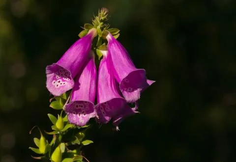 Digitalis closeup Stock-Fotos