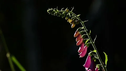A digitalis flower in the forest wind Stock Footage 155734783