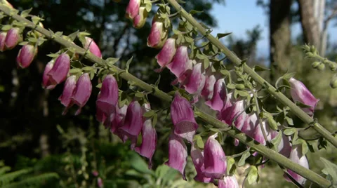 Digitalis flowers on meadow Stock Footage 39804054