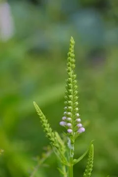 Digitalis just beginning to bloom Stock Photos
