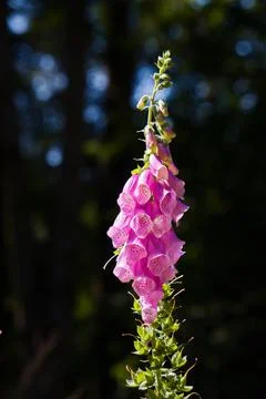 Digitalis Stock Photos