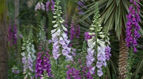 Digitalis purpurea (foxglove) Stock Footage 63220106