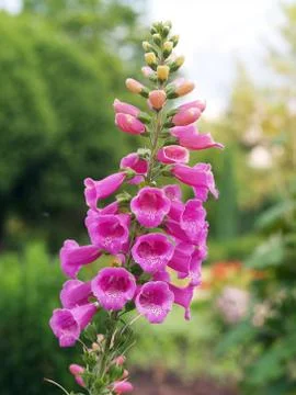 Digitalis purpurea Foto stock