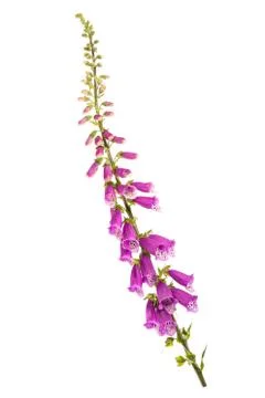 Digitalis purpurea Stock Photos