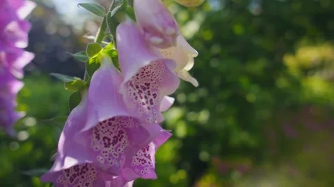 Digitalis in slow motion Stock Footage 230977223
